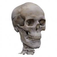 Skull Human Base 3D Scan